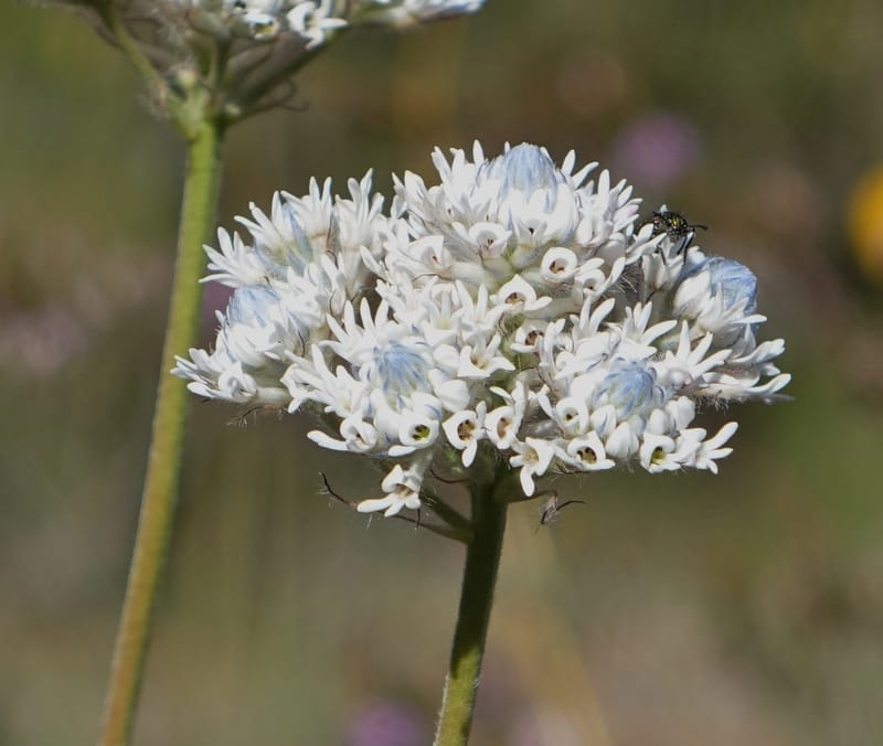 Isopogon dubius, C. Davidson 13384--Australia. W.A. Flora Rd. 22 Oct 2016. DSC03739 (194).JPG