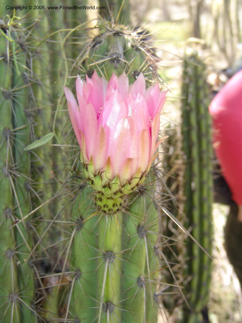 Corryocactus melanotrichus, nr. 1436--Bolivia. La Paz. Jardin Botanico La Paz. 3 Dec 04. 088.jpg