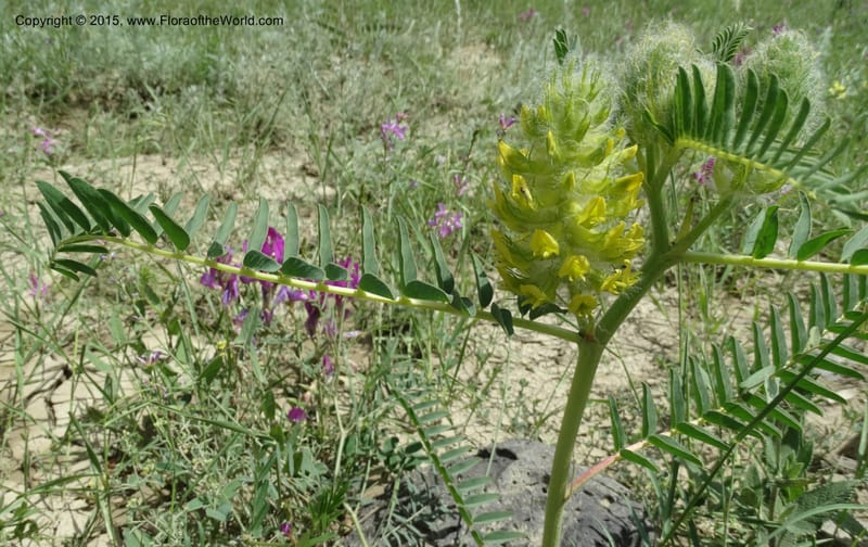 Astragalus trichocalyx, Davidson, C 12434--Georgia (Caucasus). Rustavi Village. 5 Jun 2014. DSC07073 (235).JPG